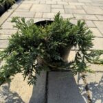Можжевельник Вилтони